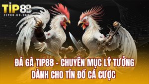 Đá Gà TIP88 - Chuyên Mục Lý Tưởng Dành Cho Tín Đồ Cá Cược
