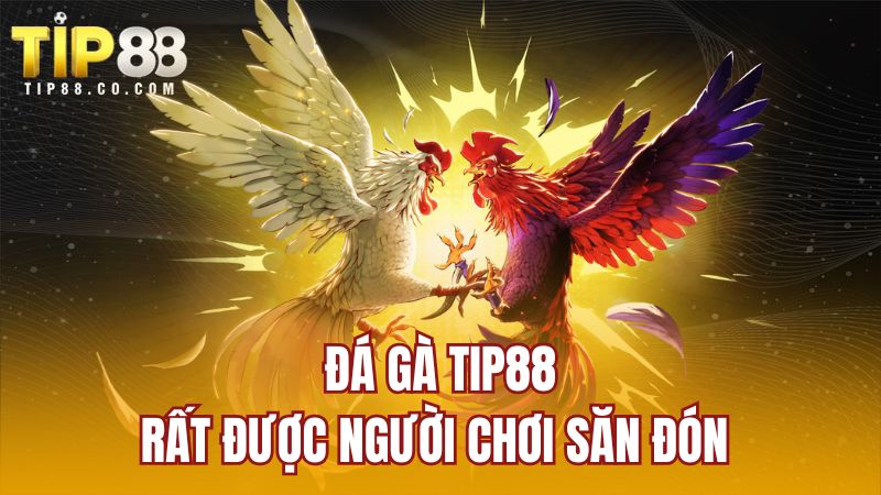 Đá gà TIP88 rất được người chơi săn đón