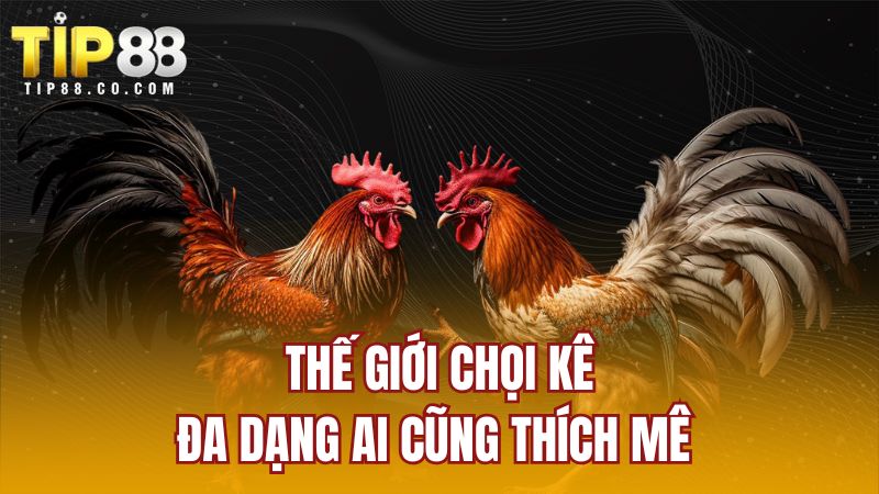 Thế giới chọi kê đa dạng ai cũng thích mê